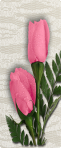 2 Roses Pink